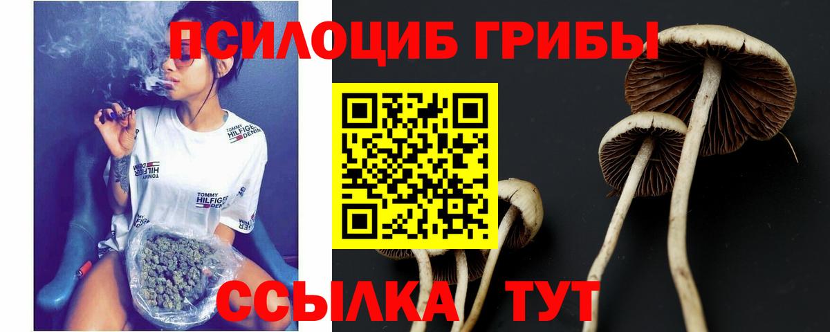 Псилоцибиновые грибы Psilocybine cubensis  Вход с VPN  Владимир  Псилоцибиновые грибы Cubensis 